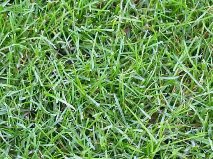 types of lawn grasses. lawn grass.