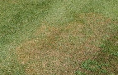 lawn brown patches.