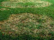 lawn fungus. lawn fungus problems. fungus in lawns.