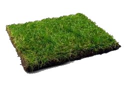 instant lawn repair, lawn patches. lawn patches costa blanca.