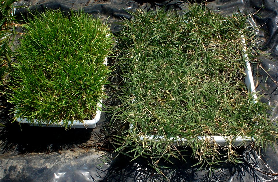 lawn patches costa blanca.