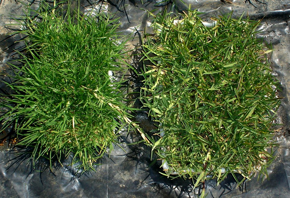 lawn patches costa blanca.