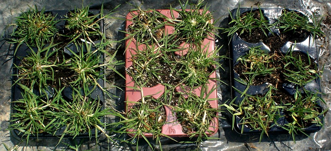 lawn patches costa blanca.