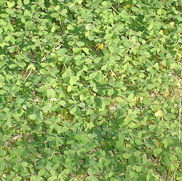 Kill Oxalis, Oxalis weedkiller, Oxalis Killer, Oxalis