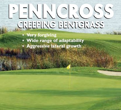 types of lawn grasses