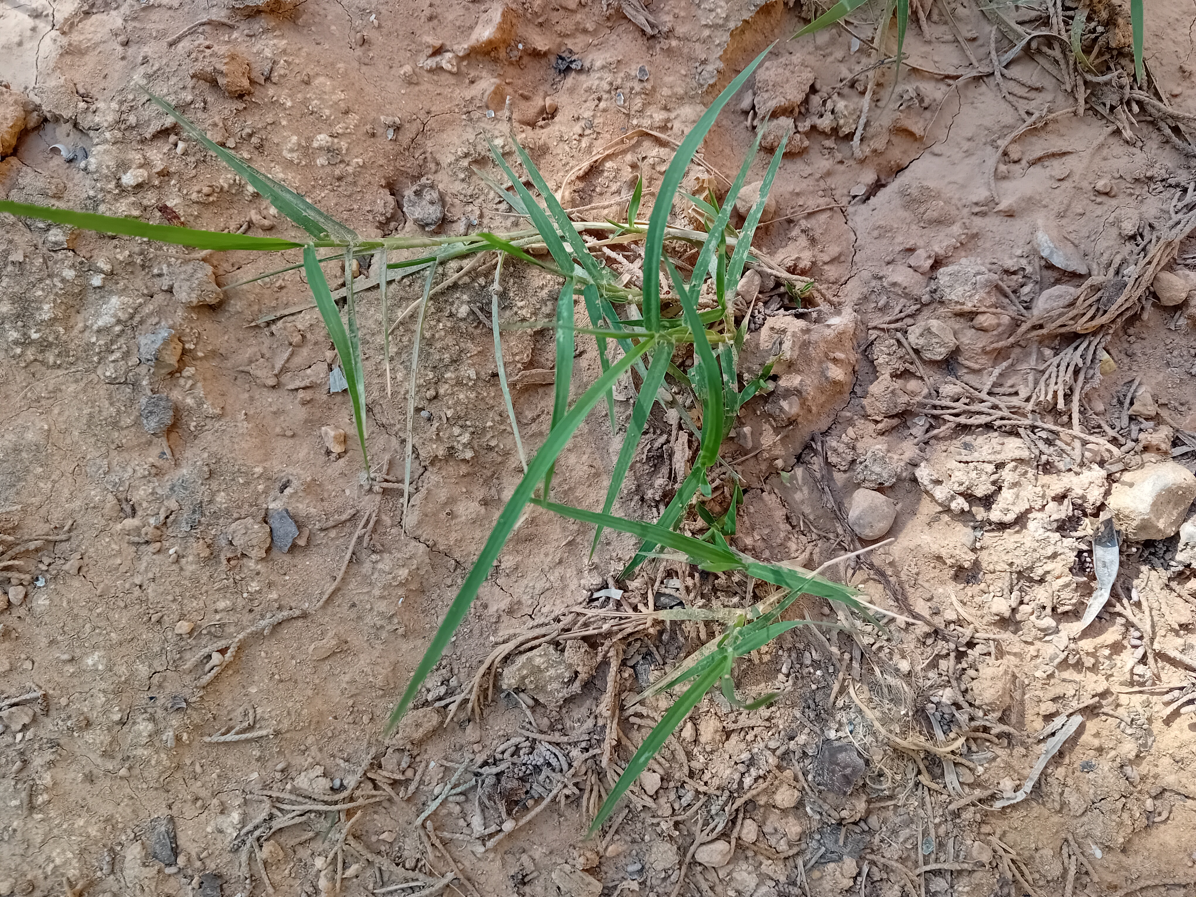 Revolution Real Grass the best Artificial Grass Alternative Artificial Grass Alternative