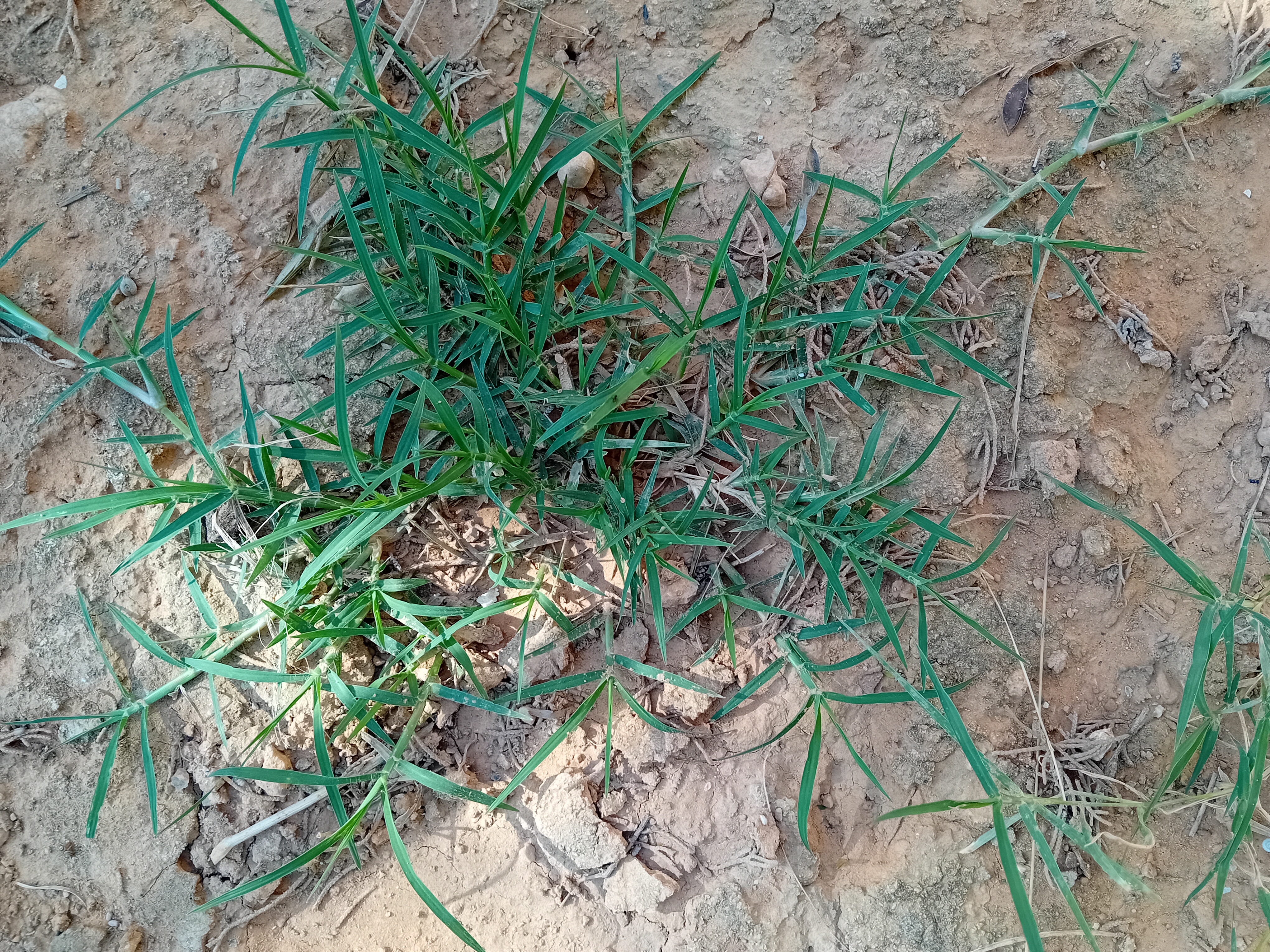 Revolution Real Grass the best Artificial Grass Alternative Artificial Grass Alternative