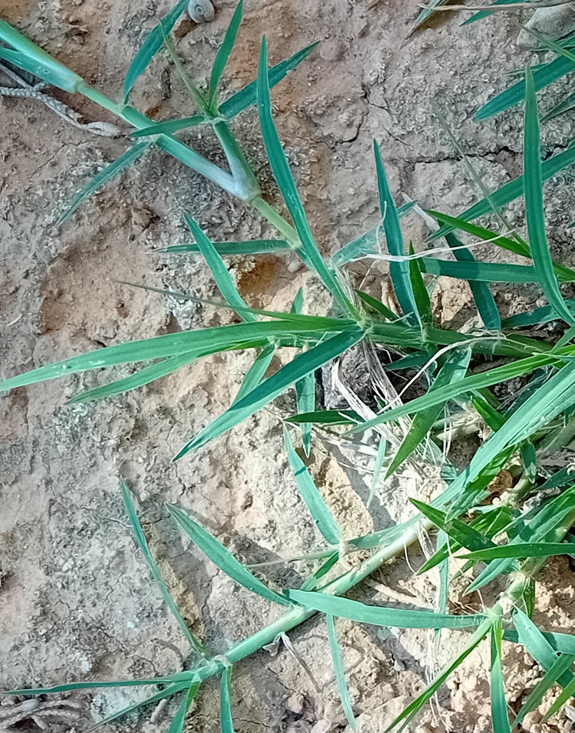 Artificial Grass Alternative