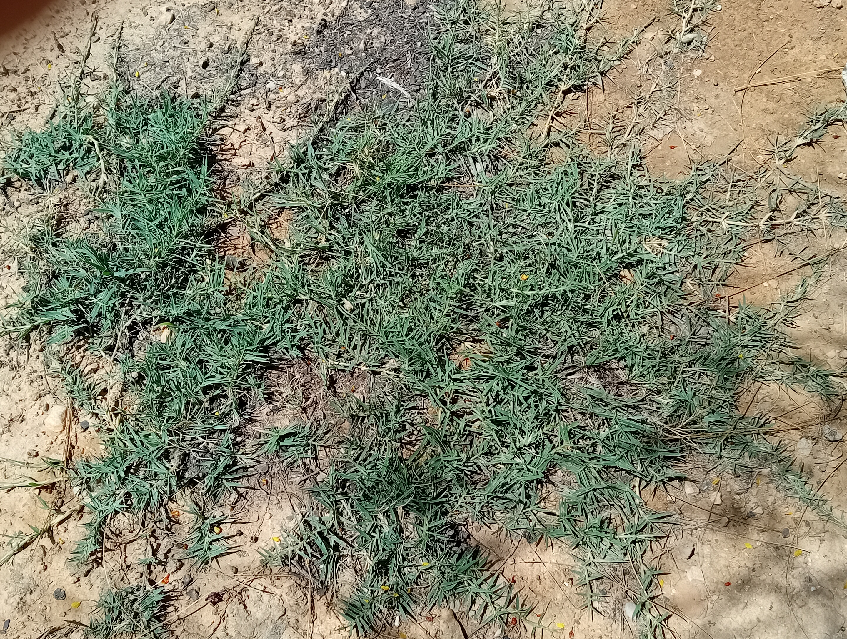 Revolution Real Grass the best Artificial Grass Alternative Artificial Grass Alternative