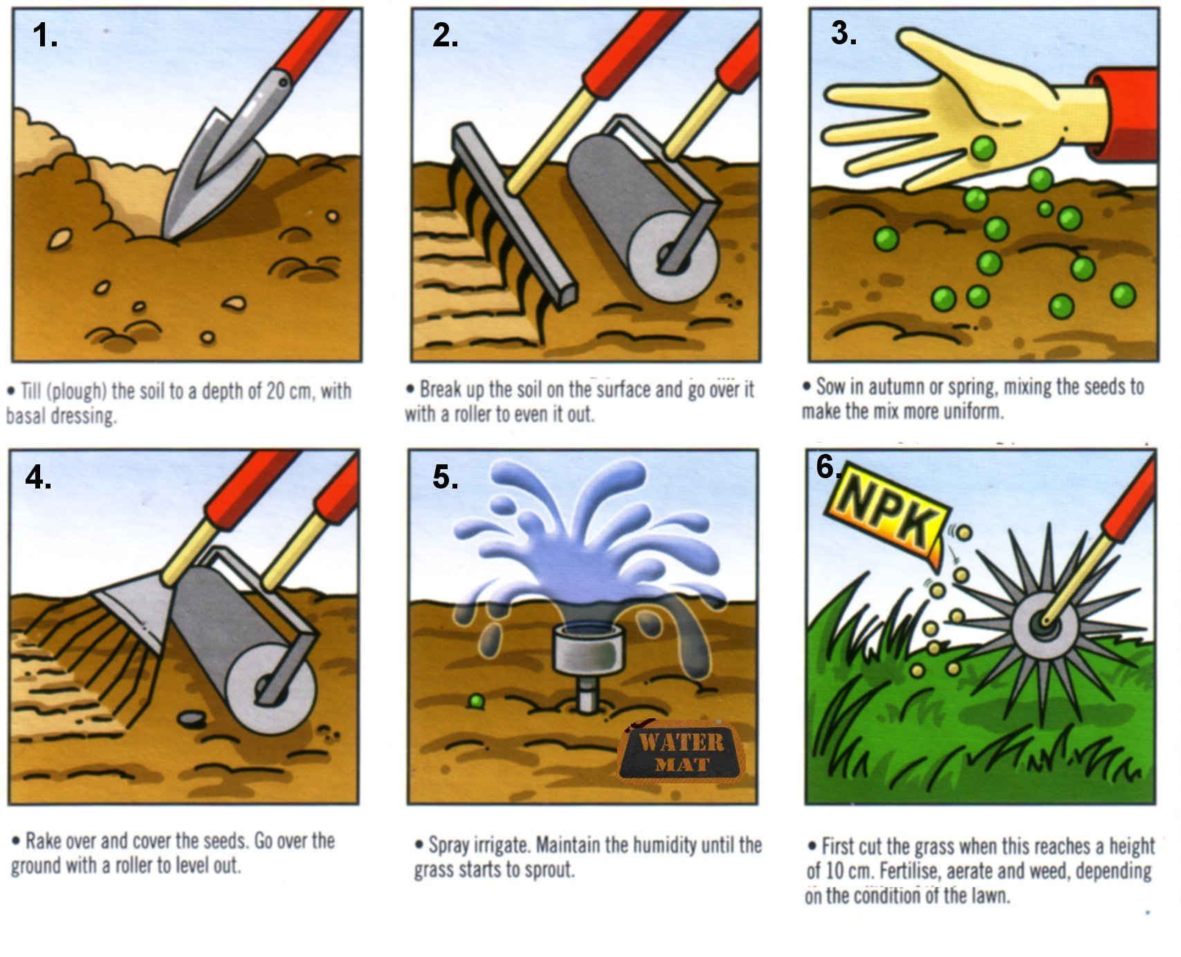 types of lawn grasses. lawn grass.