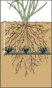 Neptune Underground Irrigation System TM irrigation systems. irrigation supplies. neptune underground irrigation system.