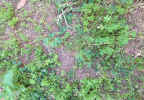 bespoke spanish lawn solutions. real grass lawns. lawn solutions spain. spanish lawn suppliers. spanish lawn providers. green lawns of spain. spanish dream lawns. spanish grass landscapes. green green grass of spain. lawn turf.