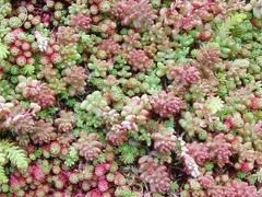 living roofs spain