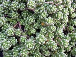 living roofs spain