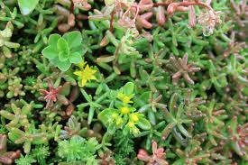 living roofs spain