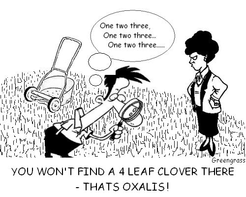 greengrass lawn cartoons, green grass, greengrass